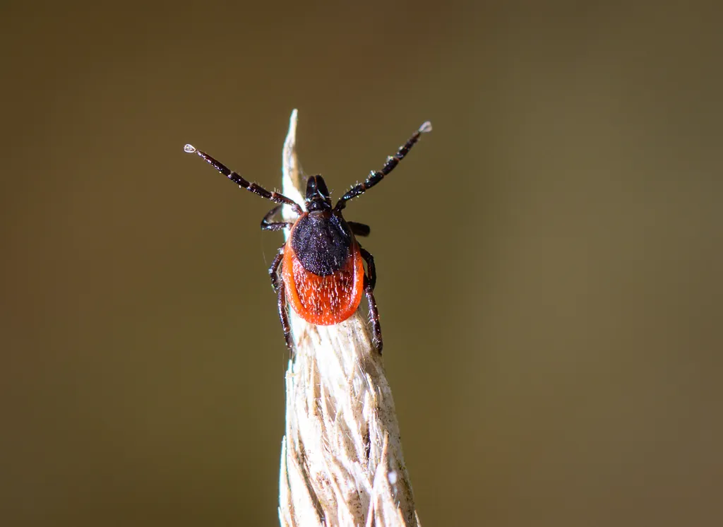 Közönséges kullancs (Ixodes ricinus)