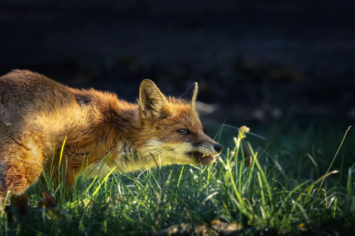 A Vadászkamara szerint a kotorékvadászat igenis szükséges (Fotó: Pexels)