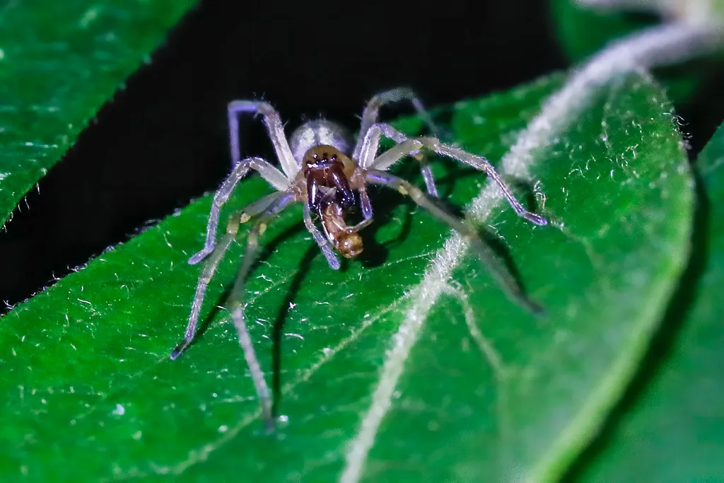 Mérges dajkapók (Cheiracanthium punctorium)
