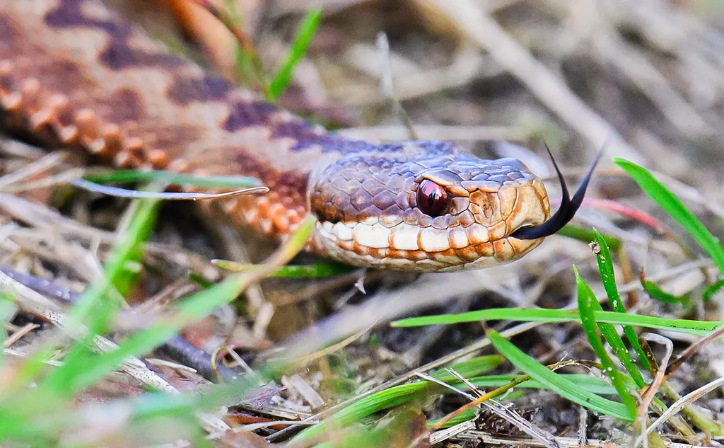 Keresztes vipera (Vipera berus)
