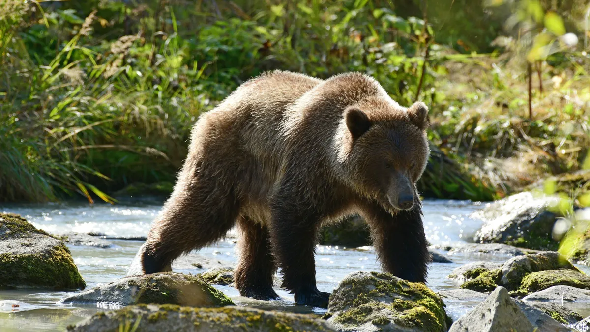Megfordult és egyszercsak ott volt a grizzlymedve. 