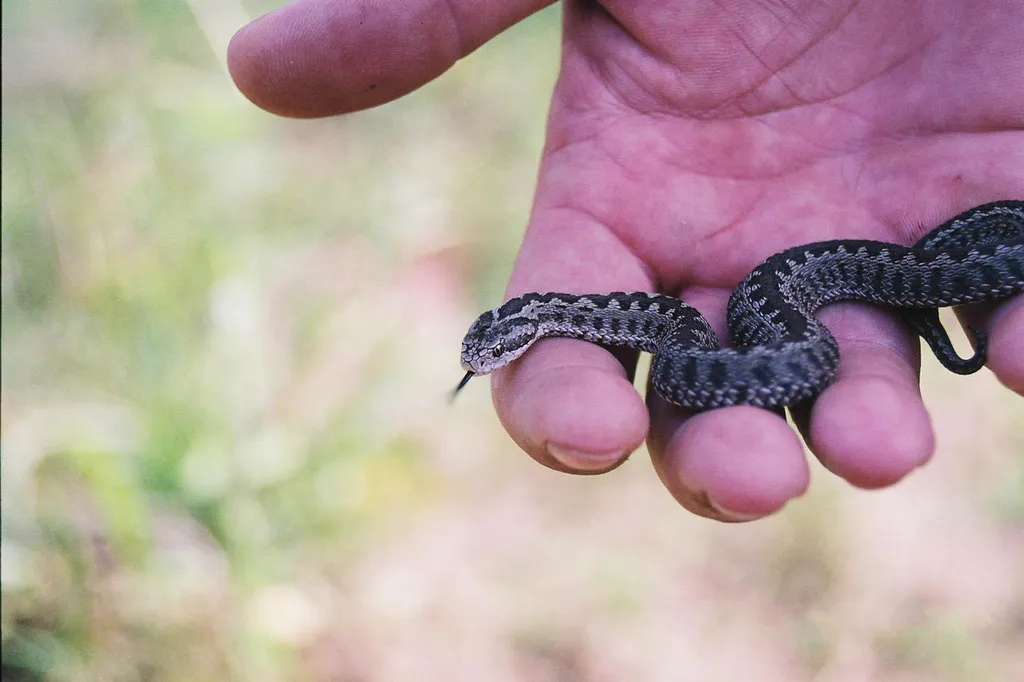 Rákosi vipera (Vipera ursinii rakosiensis)