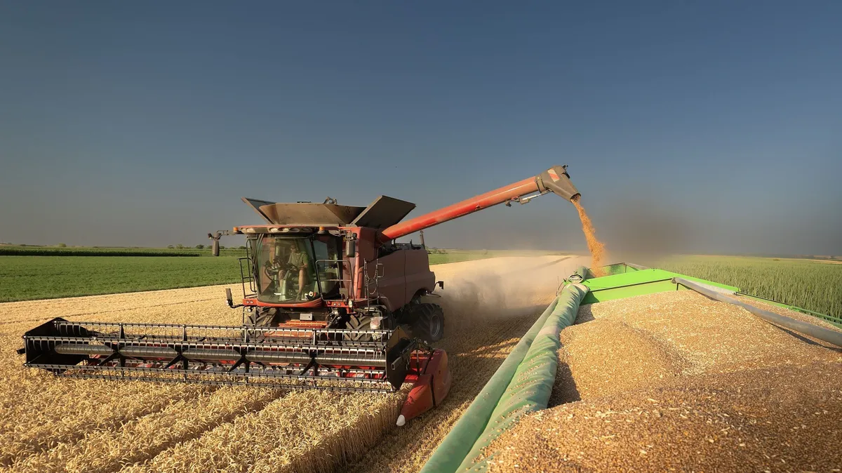 harvester loading off wheat on trailers. modern harvester loading off wheat on tractor trailers.