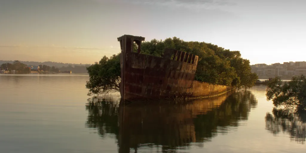 Az úszó mangrove-erdő (Homebush-öböl, Ausztrália)
