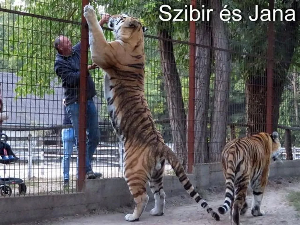 A felsőlajosi Magán Zoo szibériai tigrispárja, Szibir és Jana játék közben