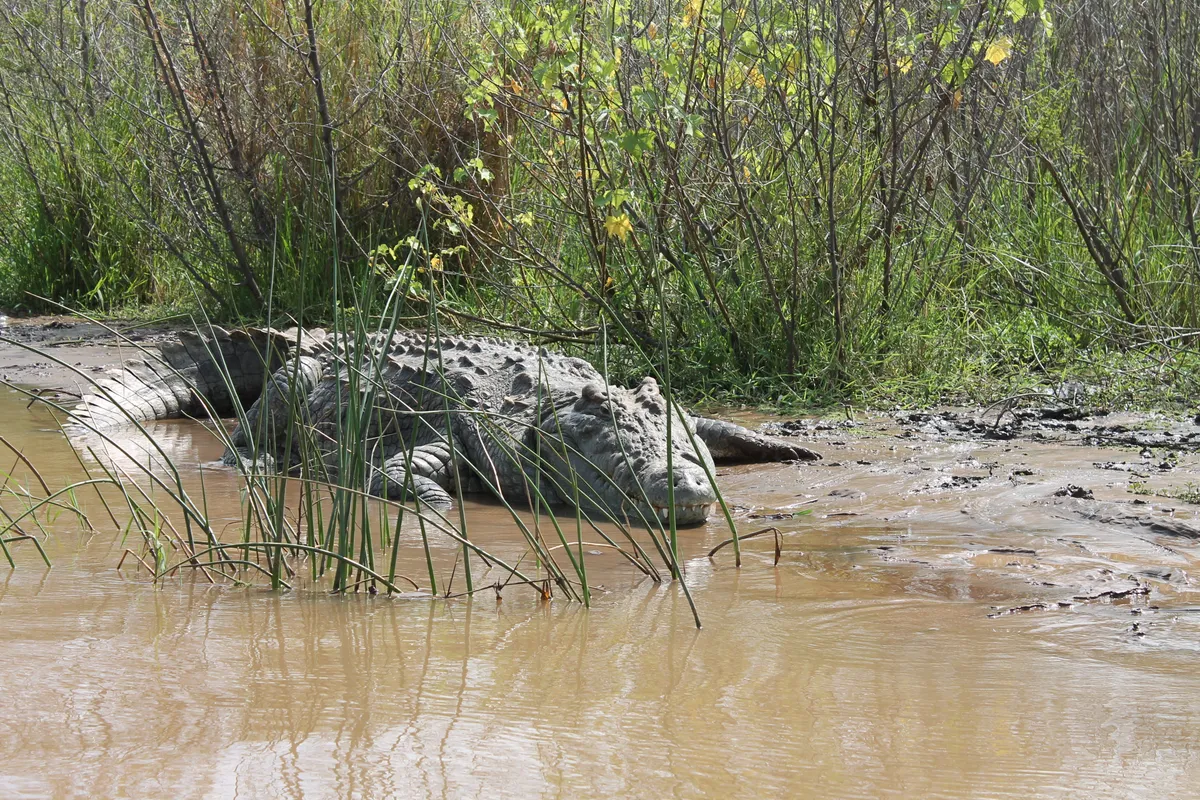 krokodil
