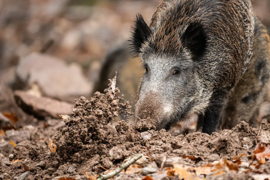 Vaddisznó (Sus scrofa)