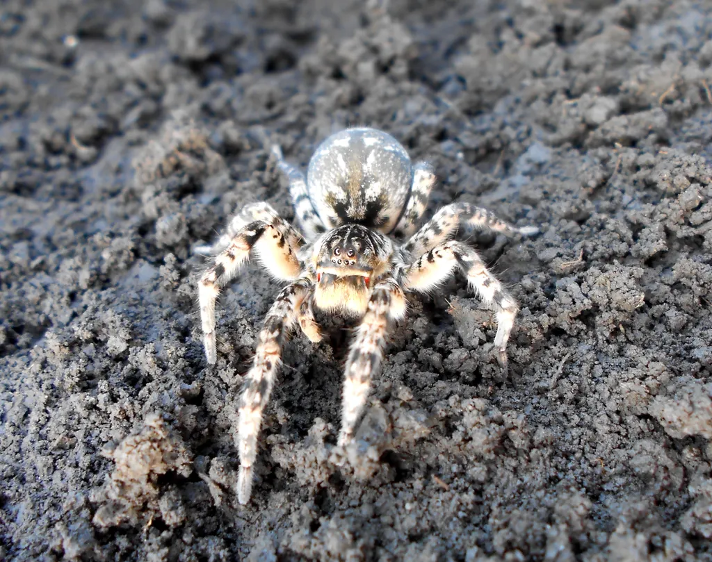 Szongáriai cselőpók (Lycosa singoriensis)