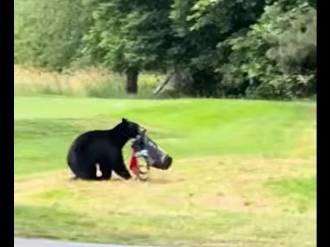 medve, golfpálya, Brit Kolumbia