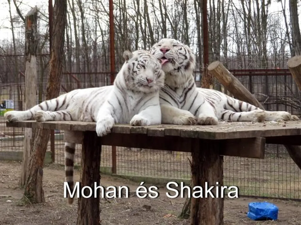 A felsőlajosi Magán Zoo fehér bengáli tigrisekből álló szerelmespárja, Mohan és Shakira