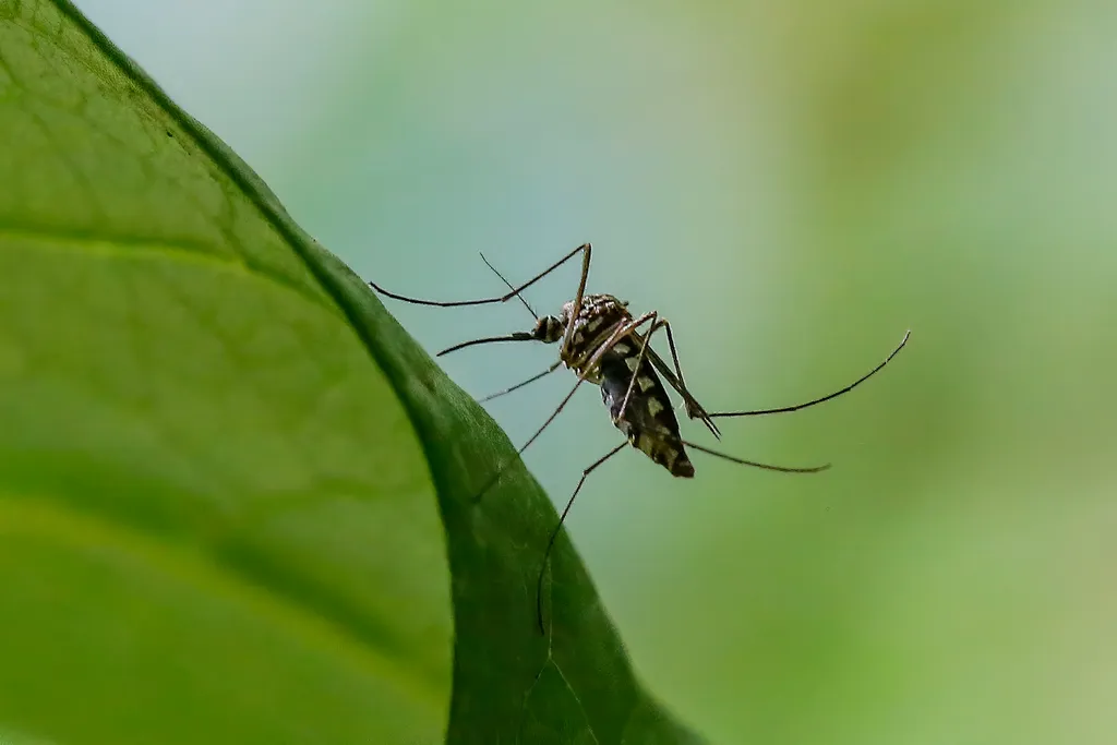 Ázsiai tigrisszúnyog (Aedes albopictus)