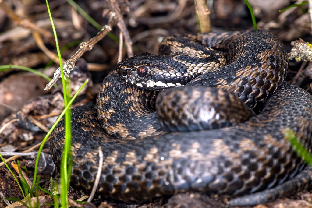 Keresztes vipera