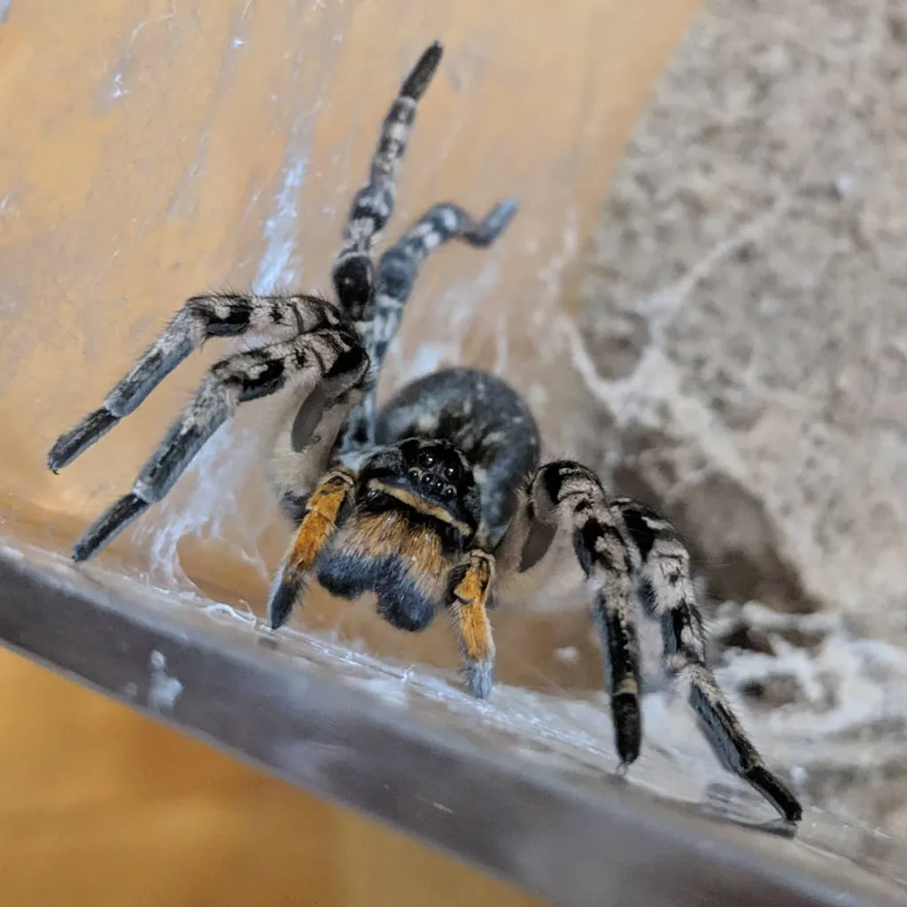 Szongáriai cselőpók (Lycosa singoriensis)