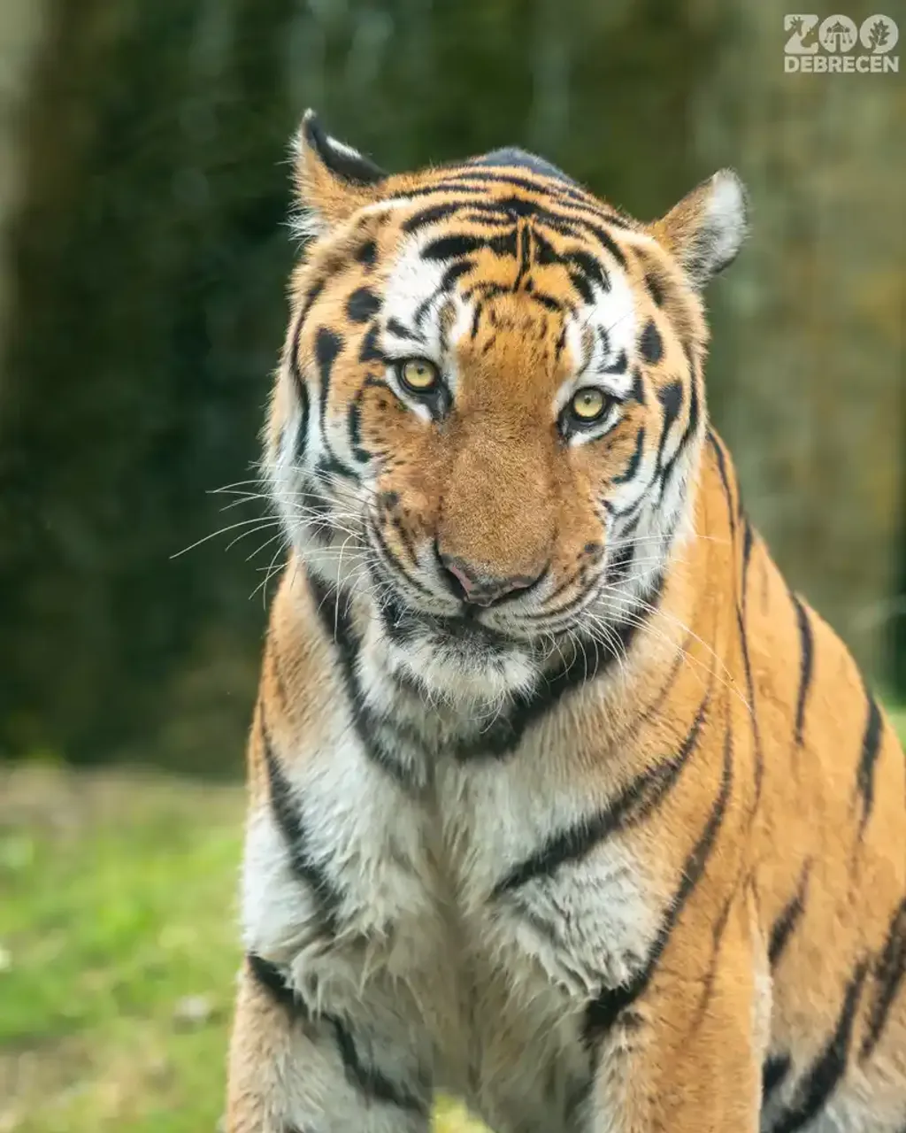 A képen a Zoo Debrecen tigrise Rózi (Rosa), aki 2010 július 29-én született az Egyesült Királyságban, és 2014-ben költözött Magyarországra