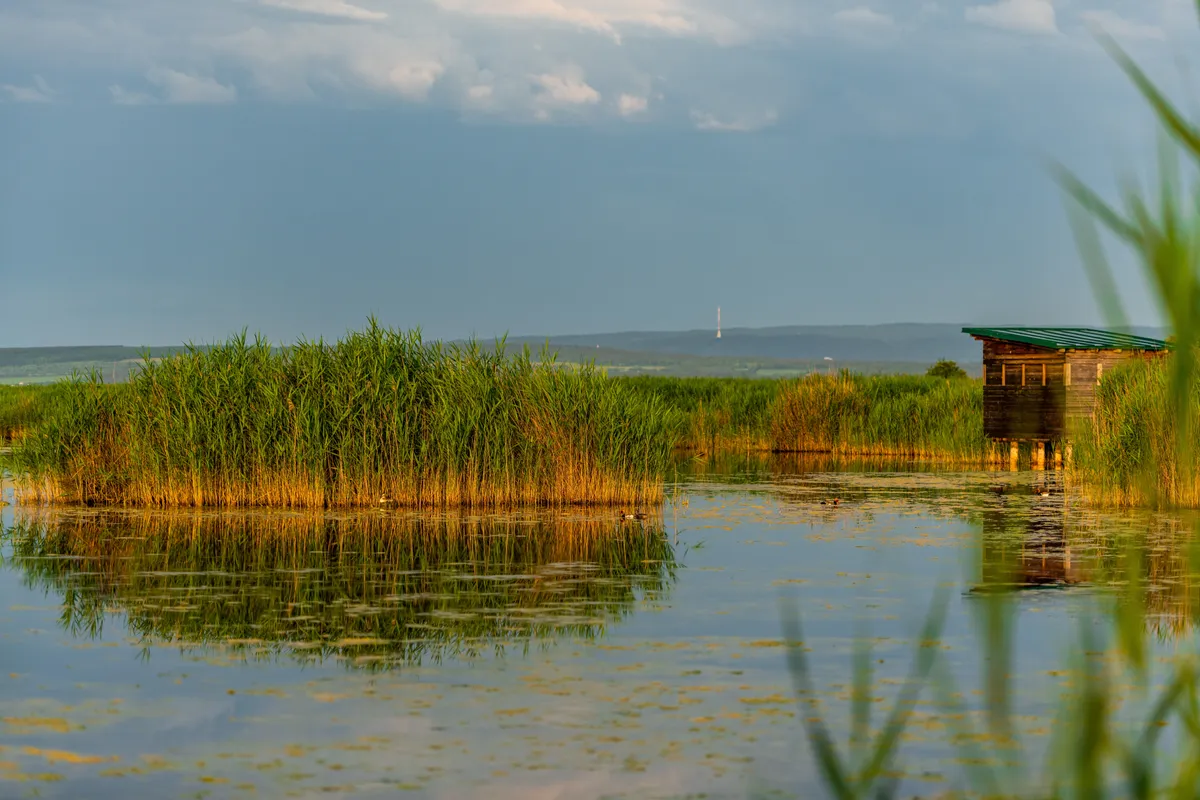 A Fertő tó osztrák oldala nádasban gazdag.