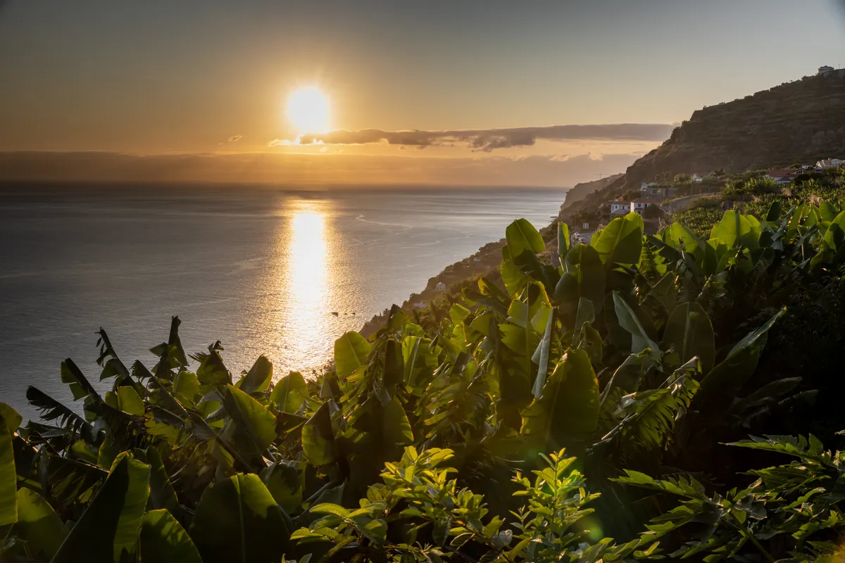 A madeirai Arco de Calheta banánültetvényei naplemente idején.