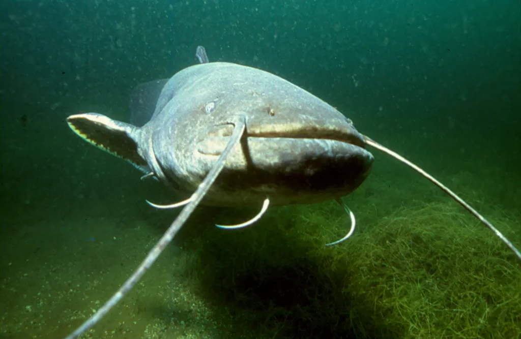 Európai harcsa (Silurus glanis)
