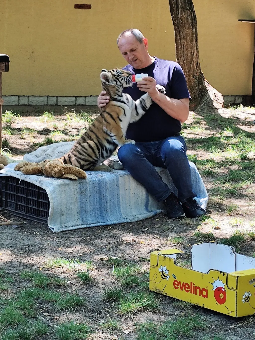 A felsőlajosi Magán Zoo tulajdonosa és vezetője, Tóth Tibor éppen megeteti a 2026. márciusában született Gracie-t.