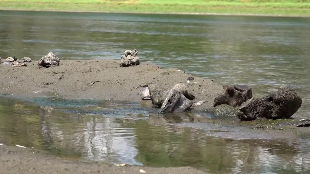 tisza, alacsony vízállás, 2026.07.30. őstulok csontok, maradványok