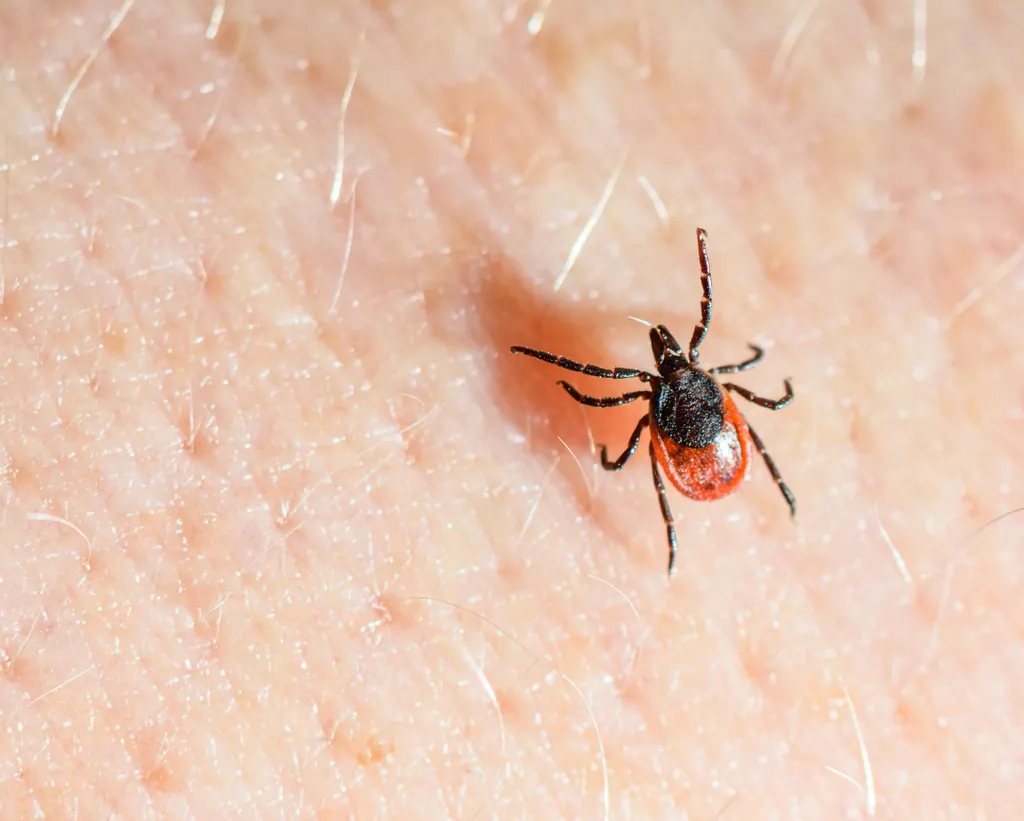 Közönséges kullancs (Ixodes ricinus)