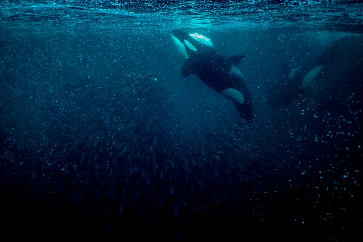 kardszárnyú delfin, orka
