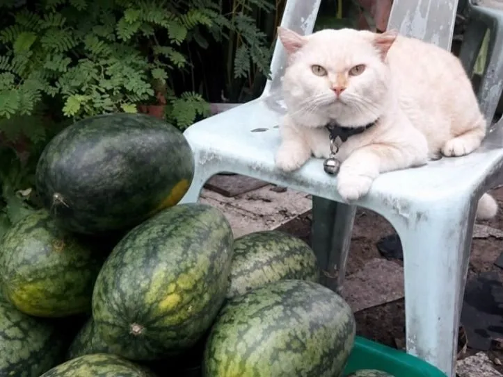 Pearl, macska, dinnye