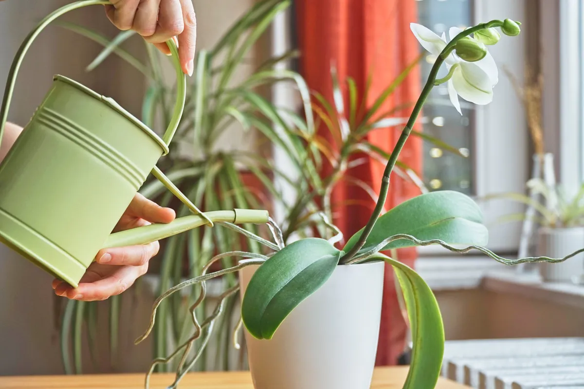 Orchidea öntözése