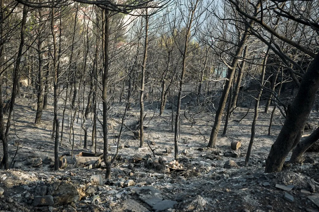 Az erdőtüzek megelőzésében fontos az erdőállomány ritkítása és a száraz biomassza eltávolítása, Horvátország, tűz, erdőtűz, OMIS, CROATIA - AUGUST 14: An aftermath view of wildfire near Omis, Croatia on August 14, 2026. Samir Jordamovic / Anadolu (Photo by Samir Jordamovic / Anadolu via AFP)