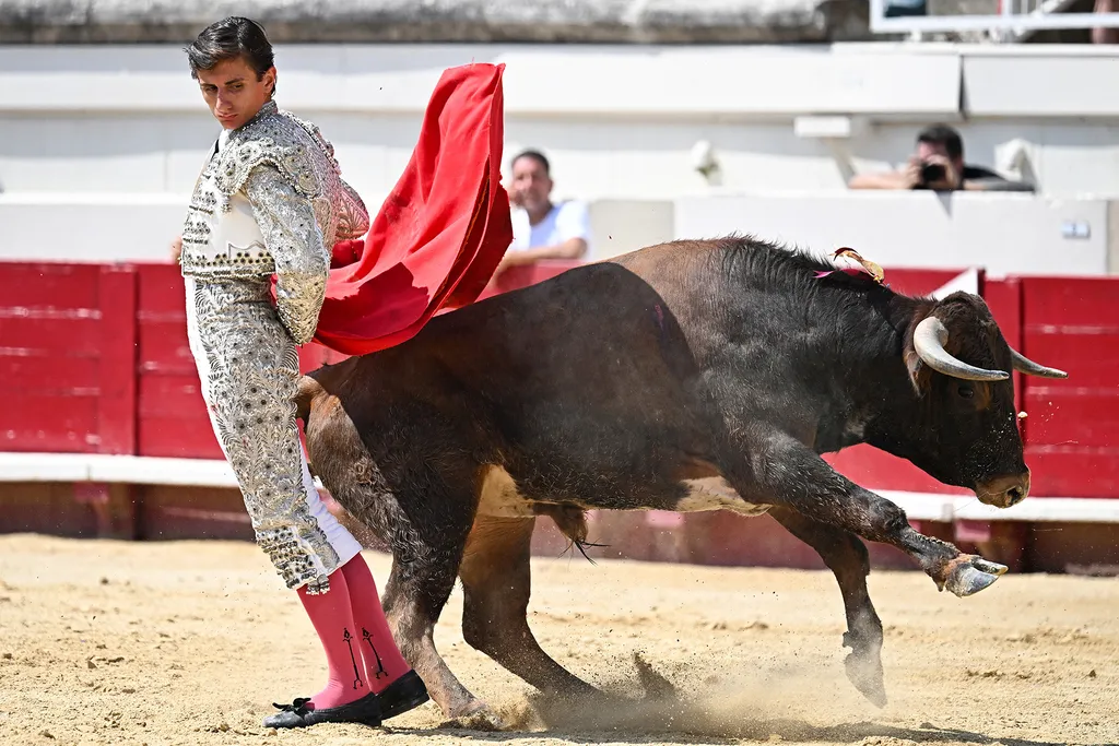 Esteban Navarro, francia novillero (kezdő bikaviador) bemutatkozása a a dél-franciaországi Béziers-i fesztiválon