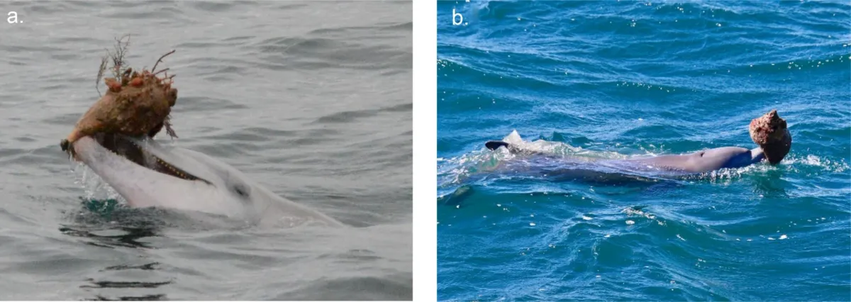 A Blue Dolphin Marine Tour fedélzetéről dokumentált csigaházas vadászat 2013-ban (a) és 2019-ben (b)
