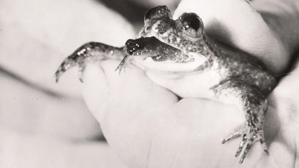 Gyomorköltő béka (Rheobatrachus silus), amelynek utóda az anyaállat száján keresztül bújik elő