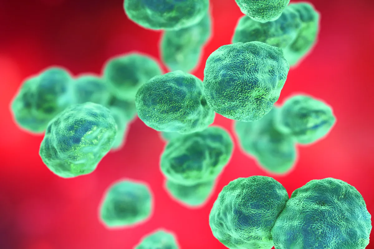 Francisella tularensis, a tularémia kórokozója