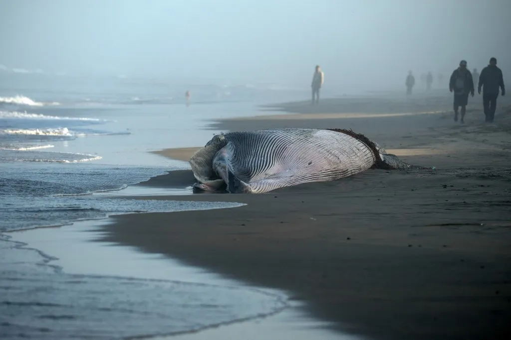 People walk next to the body of a dead whale stranded on the beach in Playas de Tijuana, Baja California state, Mexico, on August 25, 2026. (Photo by Guillermo Arias / AFP)