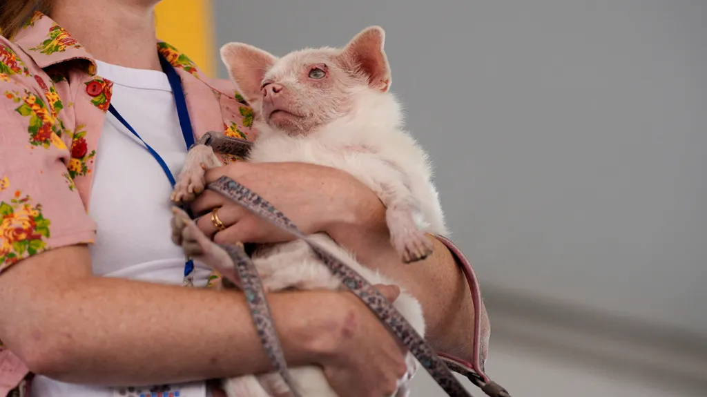 World's Ugliest Dog' contest 2026 in California