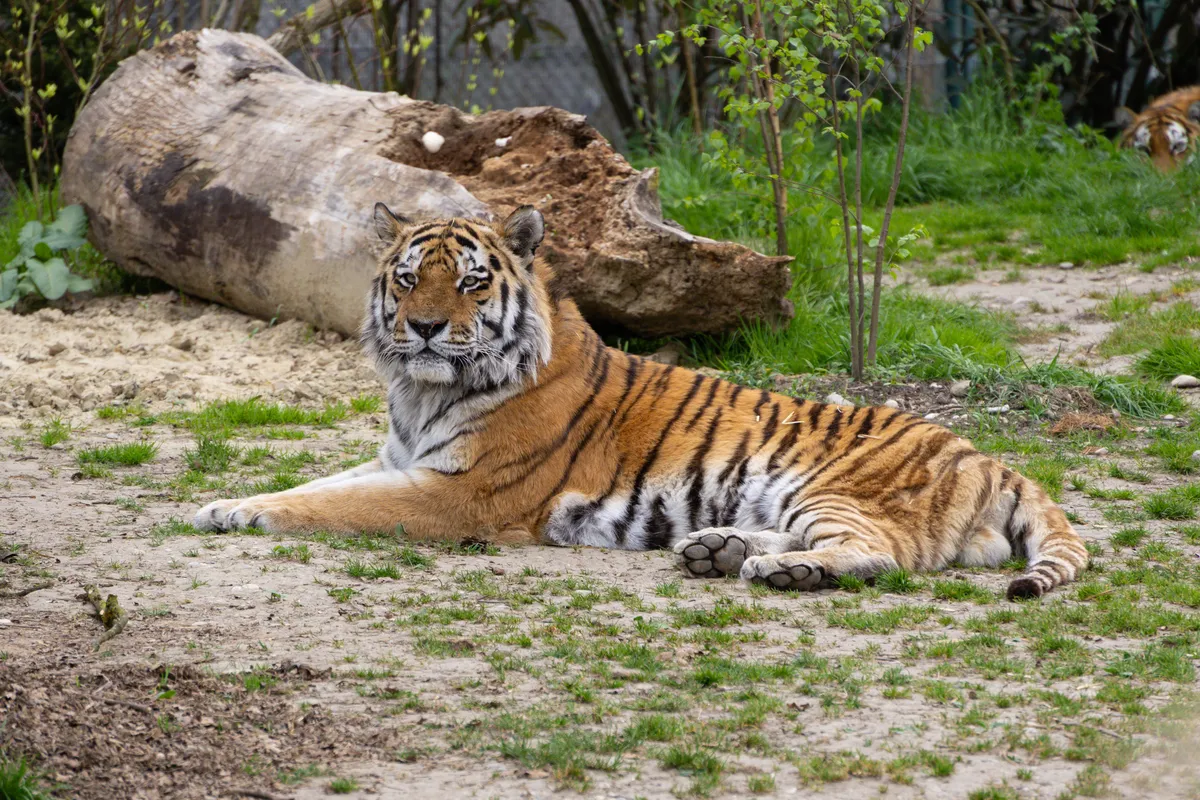 tigris