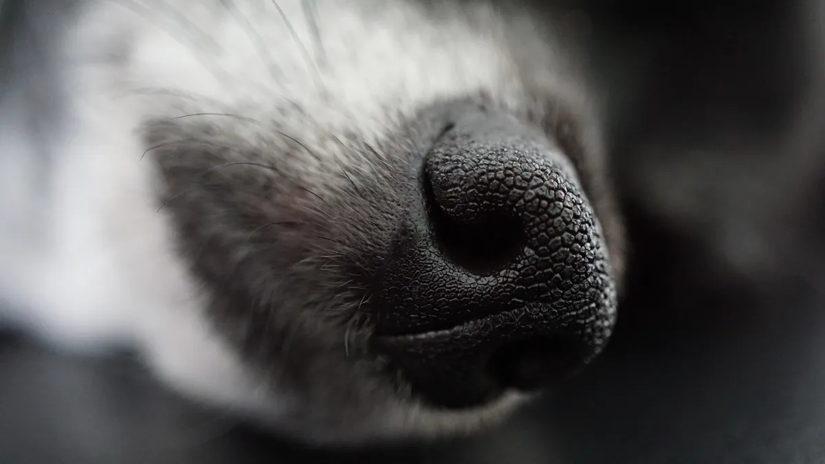 kutya