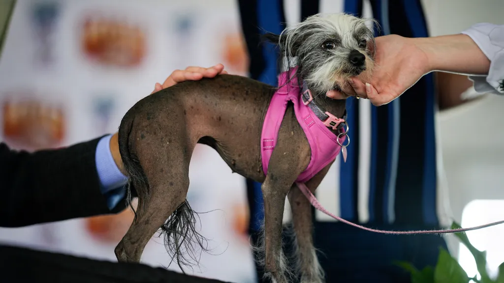 World's Ugliest Dog' contest 2026 in California