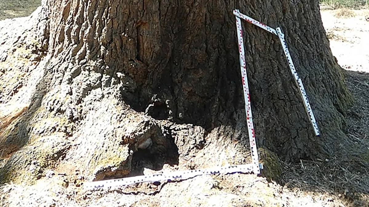 Benzinnel locsolta körbe, majd fel akarta gyújtani Nagykőrös 400 éves ikonját, a Basafát egy férfi