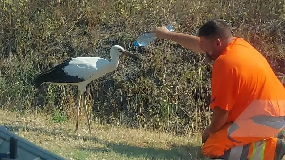 Saját védőitalát osztotta meg egy szomjazó gólyával a Közút dolgozója.