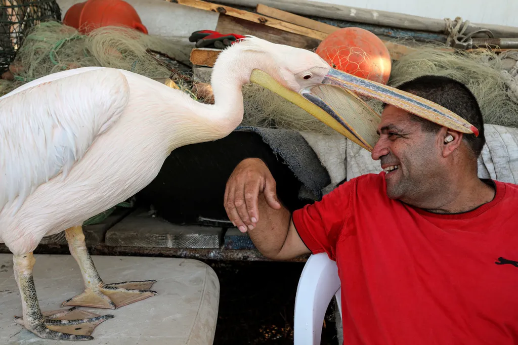 Pelican Bonds With Lebanese Fisherman Who Saved Her