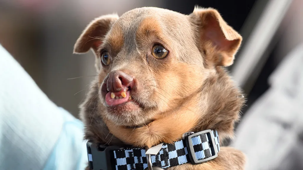 US-ANIMAL-DOG-CONTEST