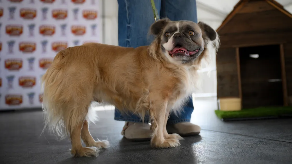 World's Ugliest Dog' contest 2026 in California