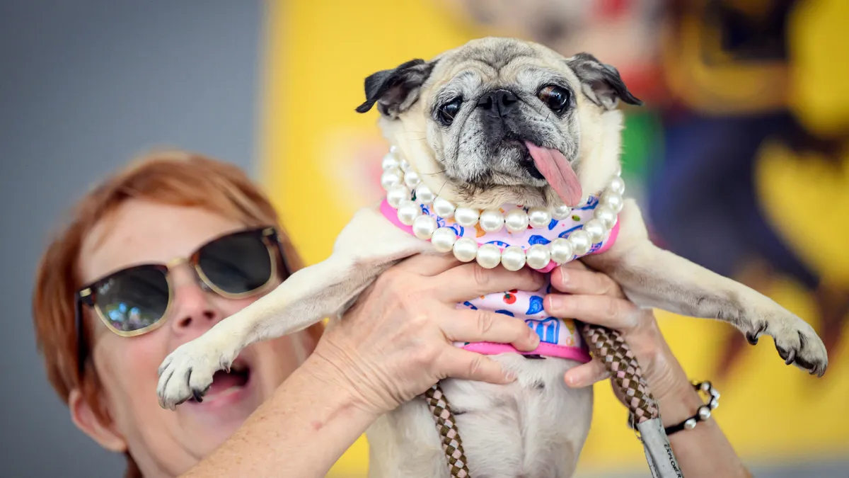 A világ legrondább kutyája versenyt a hatéves Jinny Lu nyerte A világ legrondább kutyája címet a hatéves Jinny Lu nyerte el Fotó: JOSH EDELSON / AFP Jennie Leu, a Pug rescue, celebrates with its ownwer after winning the World’s Ugliest Dog Contest at the Sonoma County Fairgrounds in Santa Rosa, California, on August 14, 2026. (Photo by JOSH EDELSON / AFP)