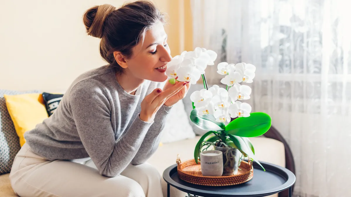 Így helyezzük el az orchideát a lakásban a feng shui szerint