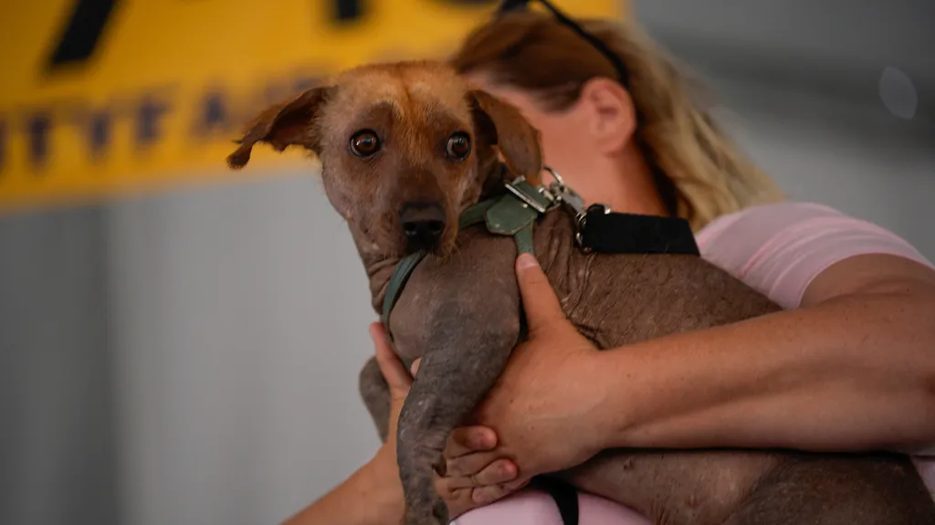 World's Ugliest Dog' contest 2026 in California
