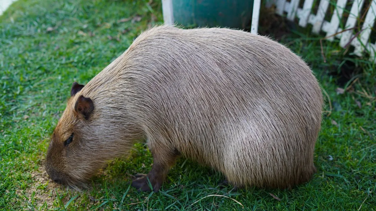 Egy chilei menhelyen azt hitték, hogy vak egy kapibara, az állatorvosi vizsgálat azonban kiderítette, hogy Don Luis látása teljesen rendben van.