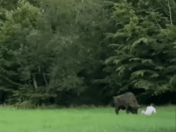 A bölény másodszor is nekiment a férfinak, amikor az megpróbált felállni Fotó: YouToube