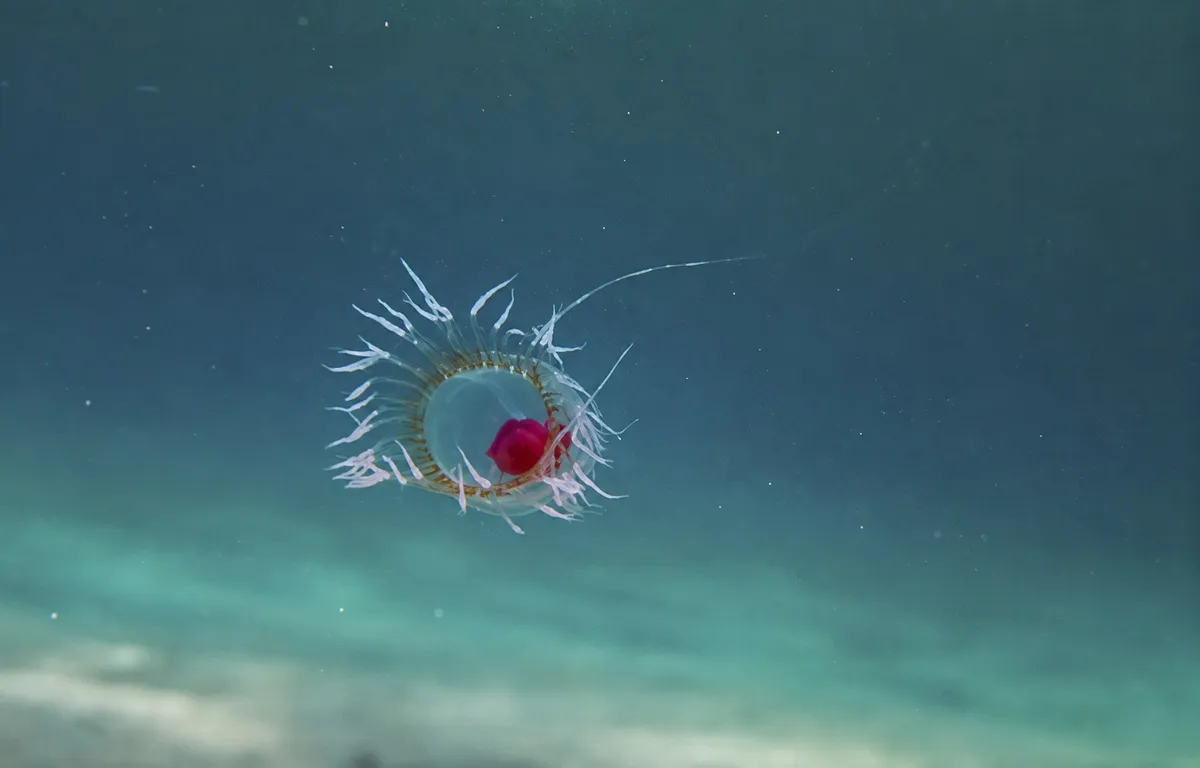 Halhatatlan medúza (Turritopsis dohrnii) a tengerben, áttetsző testtel és jellegzetes vörös központi résszel