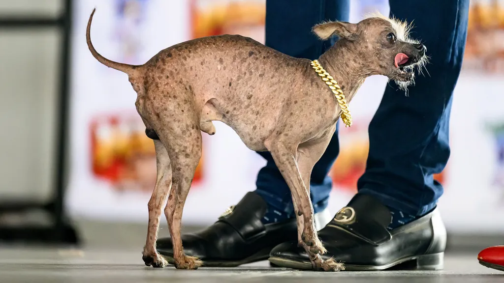 US-ANIMAL-DOG-CONTEST