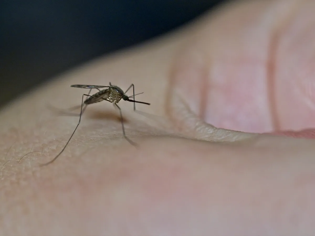 Szúnyog az emberi bőrön – az emberi testszag szerepe a szúnyogcsípésben